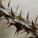 Piles/Fissure